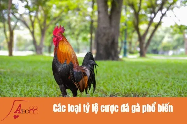Các loại tỷ lệ cược đá gà phổ biến