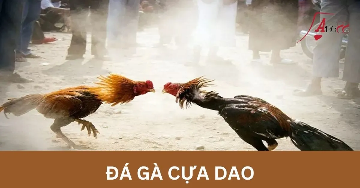 Đá gà cựa dao