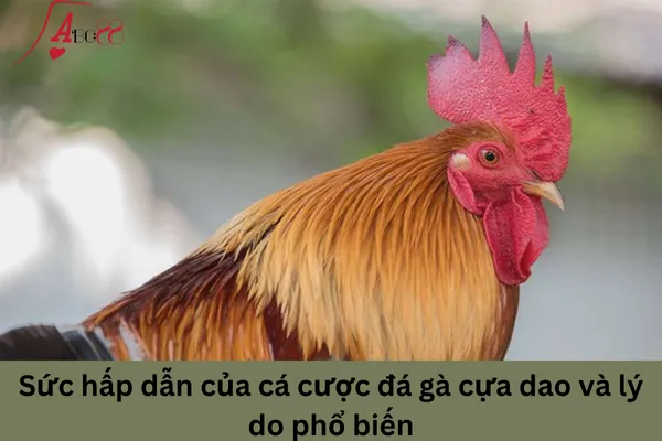 Đá gà cựa dao