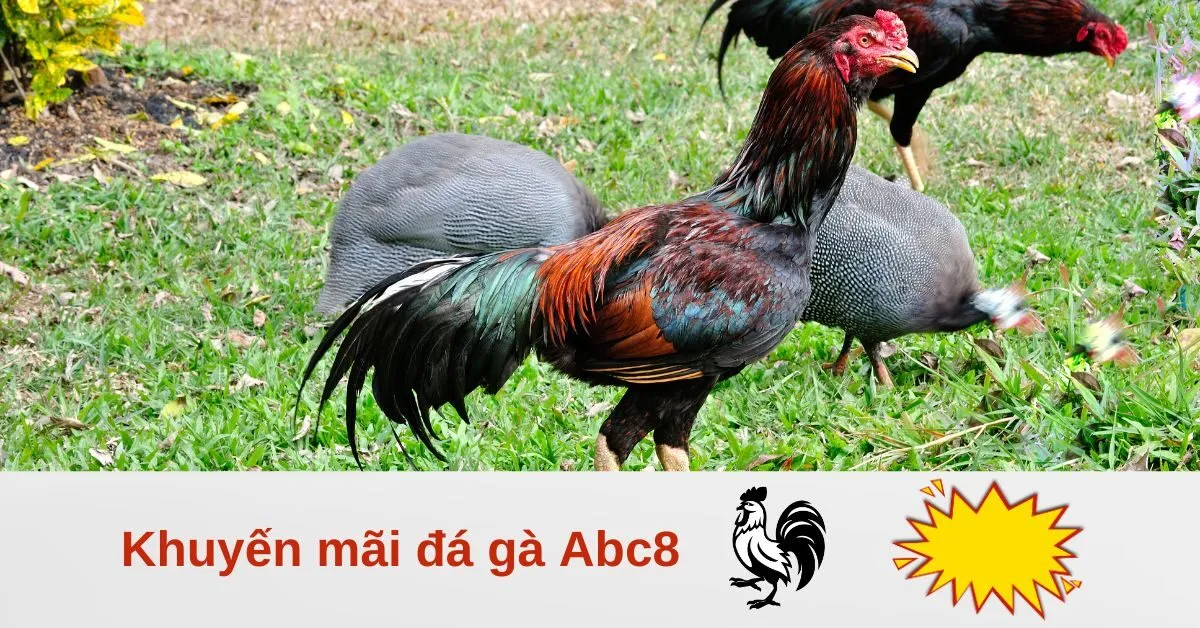 Khuyến mãi đá gà Abc8